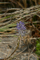 Phyteuma betonicifolium