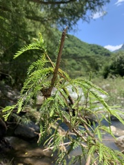 Taxodium mucronatum
