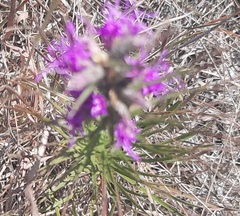 Liatris punctata mucronata