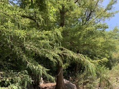 Taxodium mucronatum