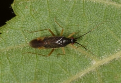 Orthonotus rufifrons