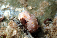 Plesiocolochirus ignavus