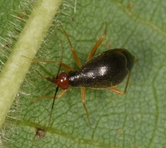 Orthonotus rufifrons