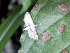 Sufetula sunidesalis