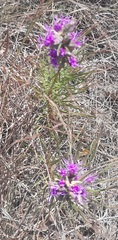 Liatris punctata mucronata