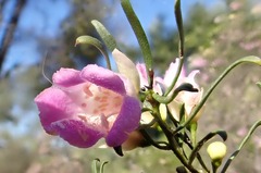 Eremophila sturtii