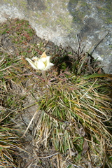 Pulsatilla alpina