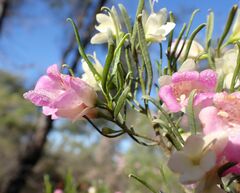 Eremophila sturtii