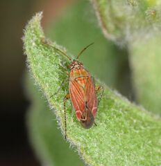 Pachyxyphus lineellus