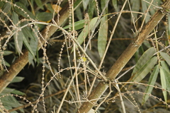 Zosterops simplex simplex