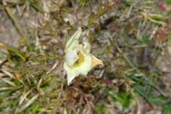 Pulsatilla alpina