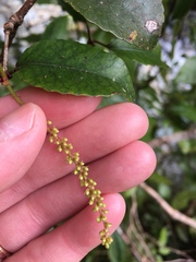 Pterophylla racemosa