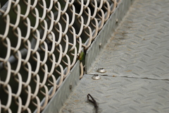 Scarabaeidae