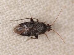 Phoenicocoris obscurellus