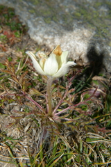 Pulsatilla alpina