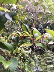 Pterophylla racemosa