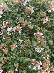 Macroglossum pyrrhosticta