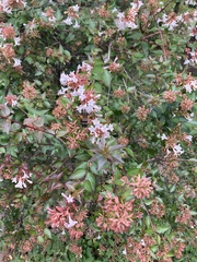 Macroglossum pyrrhosticta