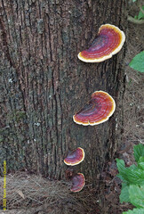 Casuarina cunninghamiana
