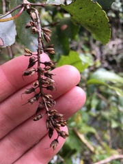 Pterophylla racemosa