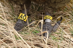 Nestor notabilis