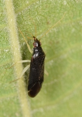Phylus coryli
