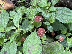 Lecanthus peduncularis