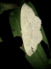 Scopula ignobilis