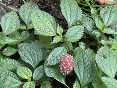 Lecanthus peduncularis