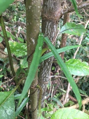 Parsonsia