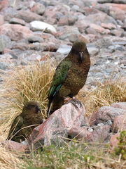 Nestor notabilis