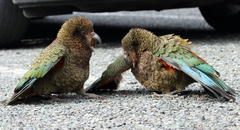 Nestor notabilis