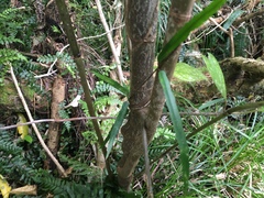 Parsonsia