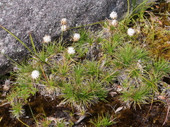 Borya sphaerocephala