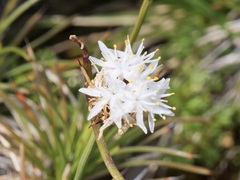 Borya sphaerocephala