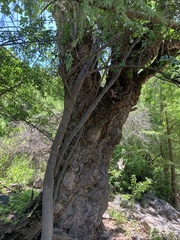 Ficus cotinifolia
