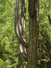 Stenocereus montanus