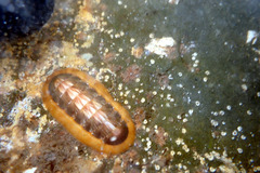 Ischnochiton torri