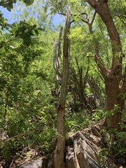 Stenocereus montanus