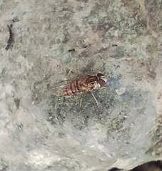 Episyrphus