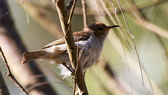 Myzomela sanguinolenta