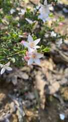 Philotheca verrucosa