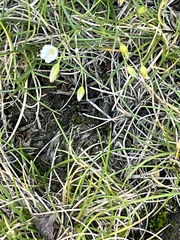Spergula arvensis