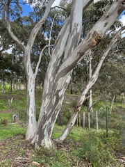 Eucalyptus leucoxylon connata