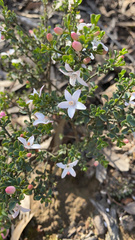 Philotheca verrucosa