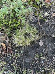 Spergula arvensis