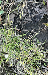 Spergula arvensis