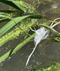Hymenocallis