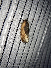Cryptophlebia ombrodelta