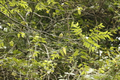 Spizixos semitorques